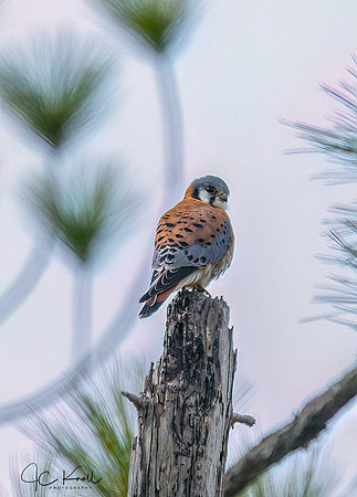American Kestrel (M)