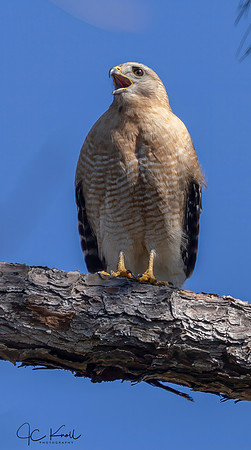 Red-shouldered Hawk