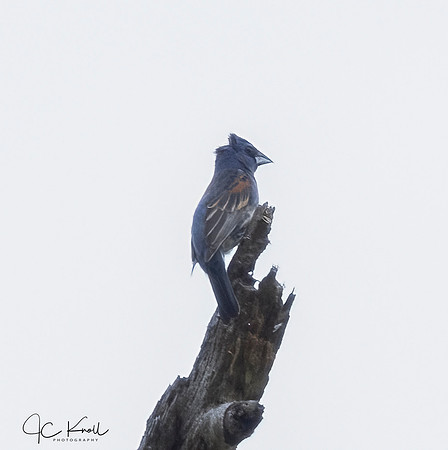 Blue Grosbeak