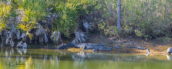 American Alligator