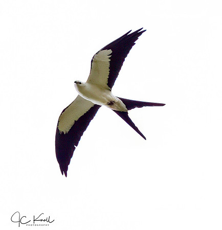 Swallow-tailed Kite