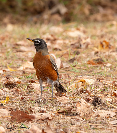 American Robin