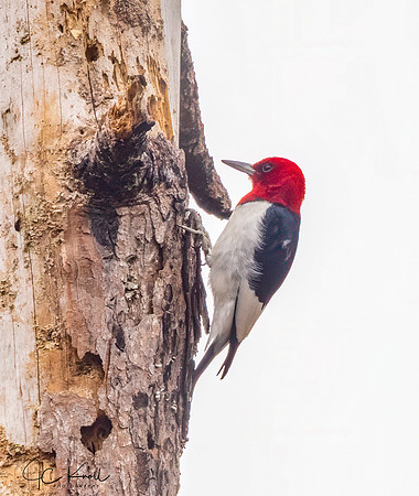 Red-headed Woodpecker