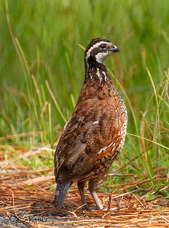 Northern Bobwhite (M)