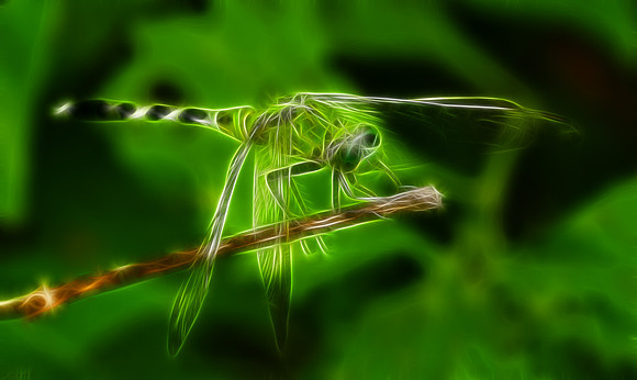 Eastern Pondhawk (F)