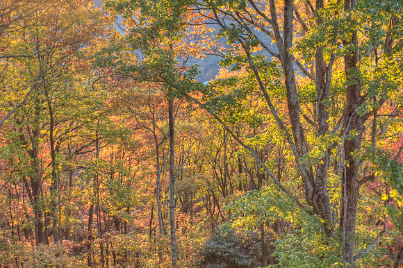 More colored leaves