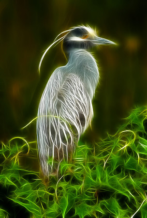 Yellow-crowned Night-heron