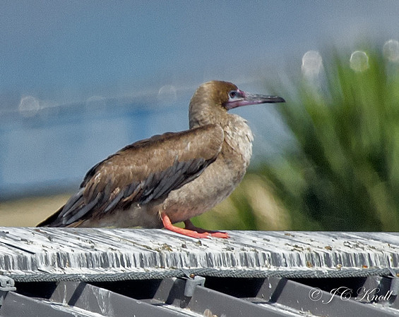 Red-footed Booby (Juv)