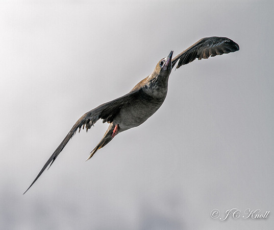 Red-footed Booby (Juv)