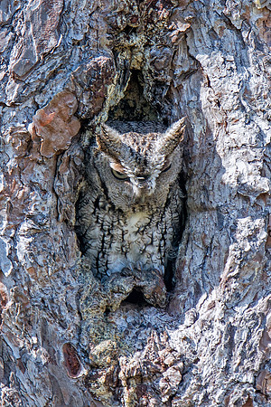 Eastern Screech-owl