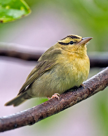 Worm-eating Warbler