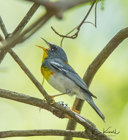 Northern Parula (M)