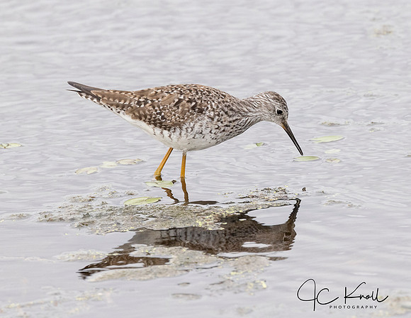 Lesser Yellowlegs