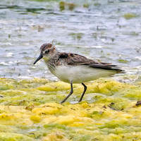 Semipalmated Sandpiper (Br)