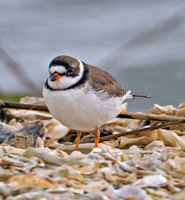 Semipalmated Plover