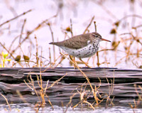 Spotted Sandpiper