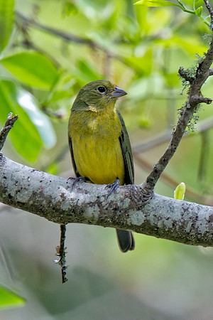 Painted Bunting (F)