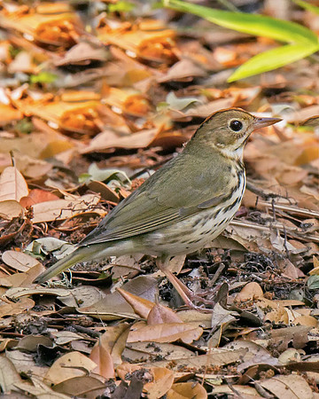 Ovenbird