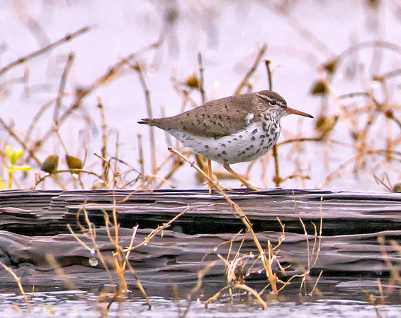 Spotted Sandpiper