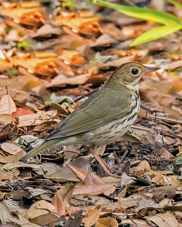 Ovenbird