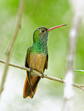 Buff-bellied Hummingbird