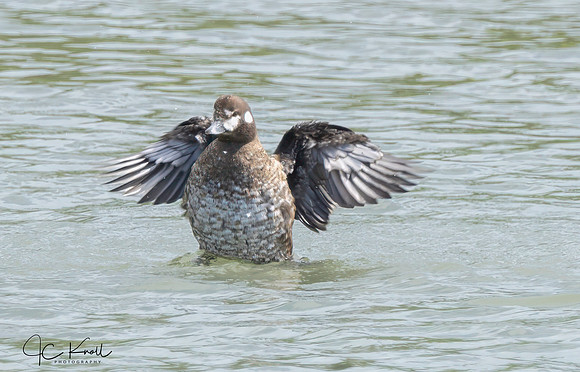 Harlequin Duck (F)
