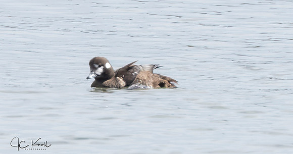 Harlequin Duck (F)