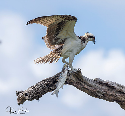 Osprey