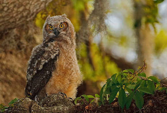 Great Horned Owlet