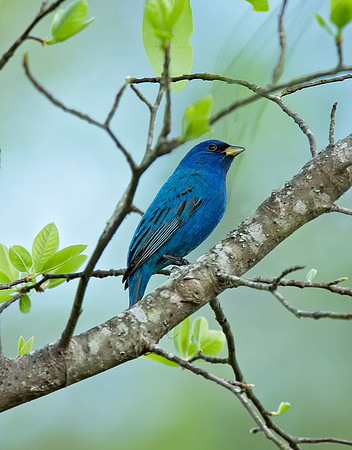 Indigo Bunting (M)