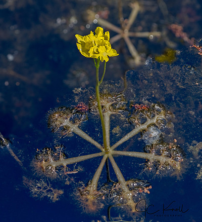 Yellow Bladderwort