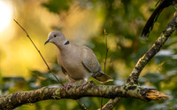 Eurasian Collared-dove