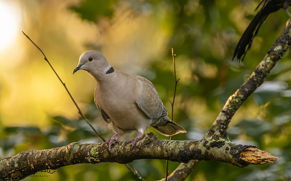Eurasian Collared-dove