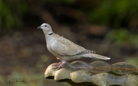 Eurasian Collared-dove
