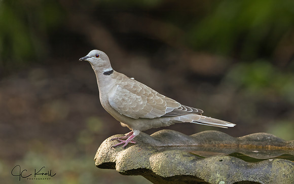 Eurasian Collared-dove