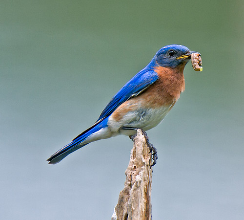 Eastern Bluebird (M)