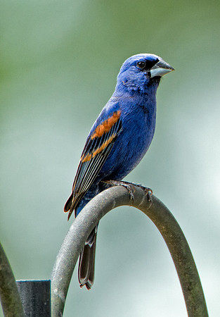 Blue Grosbeak (M)