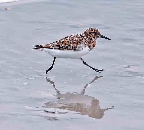 Sanderling (Male - Breeding plumage)