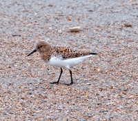 Sanderling (Male - Breeding)