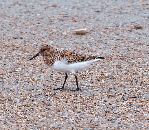 Sanderling (Male - Breeding)