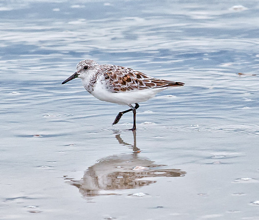 Sanderling (Female - Breeding)