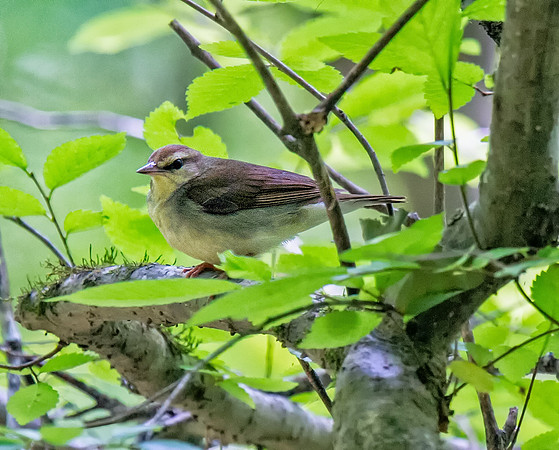 Swainson's Warbler