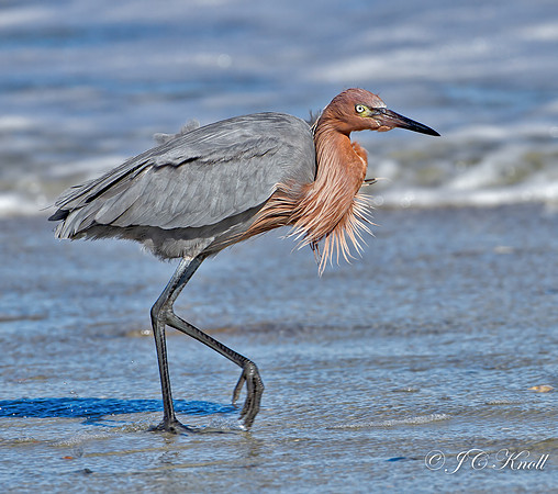 Reddish Egret