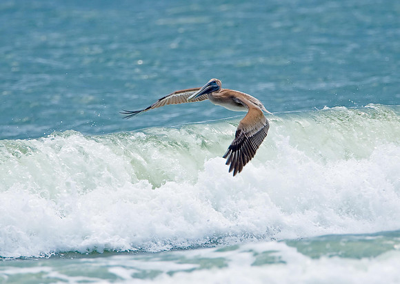 Brown Pelican