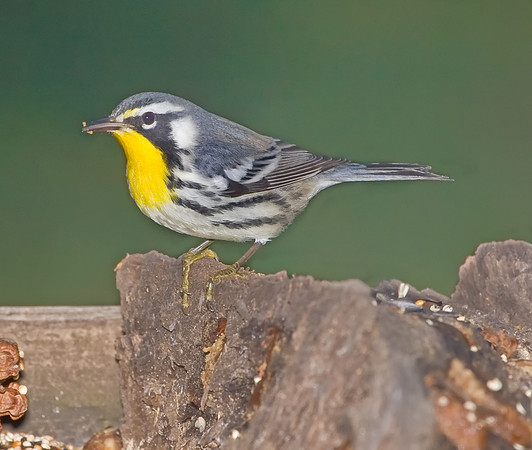 Yellow-throated Warbler
