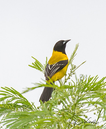 Audubon's Oriole
