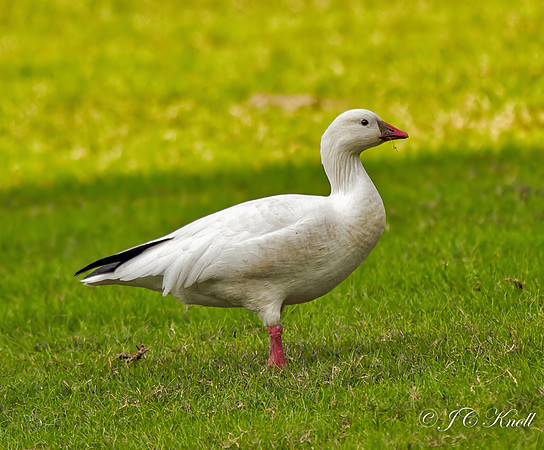 Ross's Goose