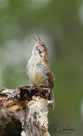 Carolina Wren