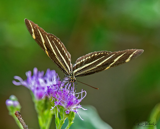 Zebra Longwing