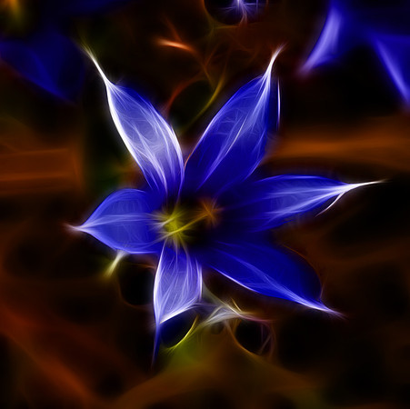 Blue-eyed Grass